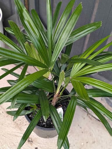 Lady Palm - Hoppers Crossing