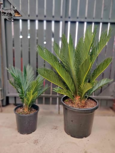 Cycad Palm - Hoppers Crossing