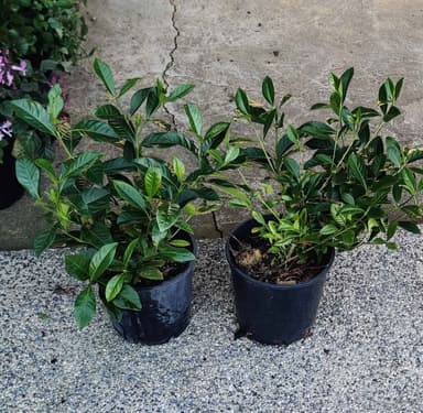 Gardenia 'Florida' - Hoppers Crossing