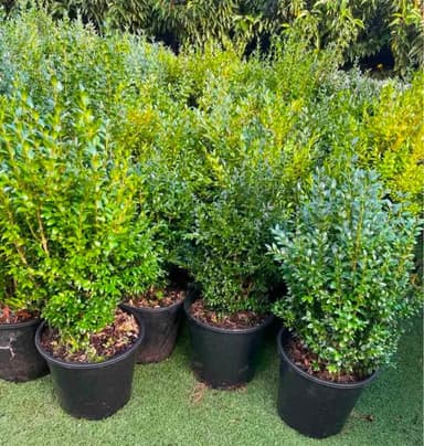 English Box Shrubs - Hoppers Crossing