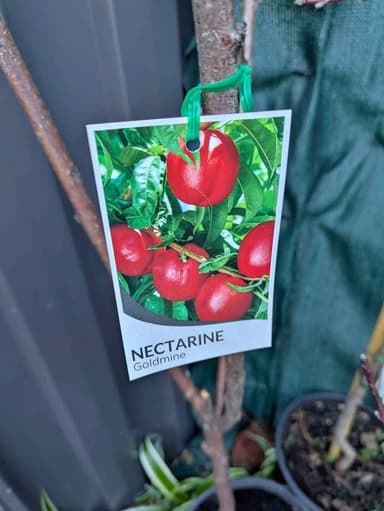 Nectarine 'Goldmine' - Hoppers Crossing