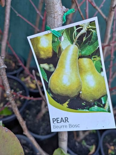 Pear 'Beurre Bosc' - Hoppers Crossing