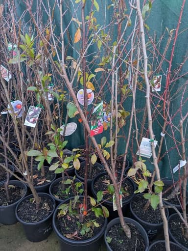 Two Way Peach Tree 'Anzac and Red Haven' - Hoppers Crossing