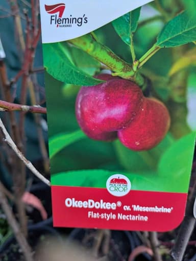 Flat-style Nectarine 'OkeeDokee' - Hoppers Crossing