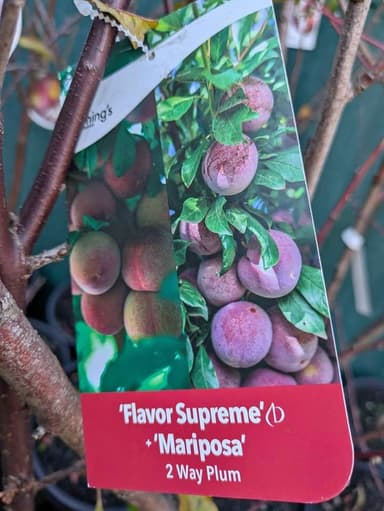2 Way Plum 'Flavor Supreme' + 'Mariposa' - Hoppers Crossing