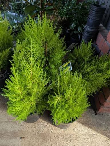 Lemon Scented Conifer - Hoppers Crossing