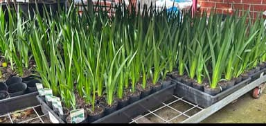 White African Iris 'Dieties Butterfly' - Hoppers Crossing