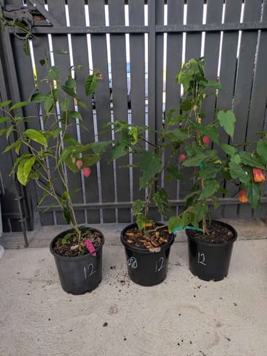 Chinese Lantern Plant - Hoppers Crossing