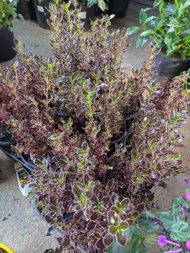 Coprosma Mirror Bush - Hoppers Crossing