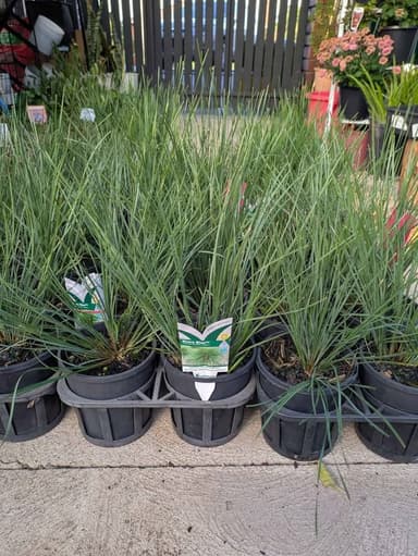 Lomandra 'Shara Blue' - Hoppers Crossing