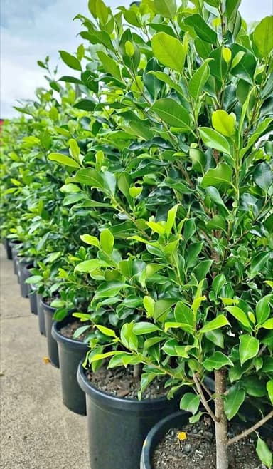 Ficus Hilli Flash - Hoppers Crossing