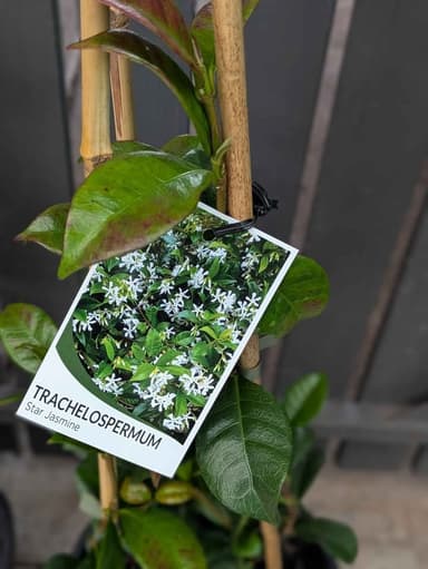 Star Jasmine - Hoppers Crossing