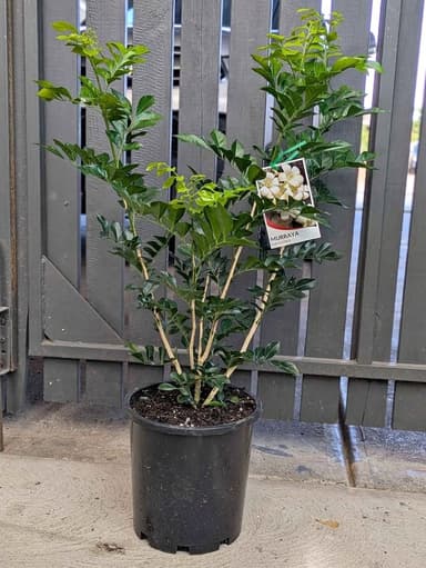 Murraya Paniculata - Hoppers Crossing