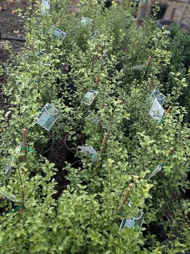 Pittosporum Screening Plant - Hoppers Crossing