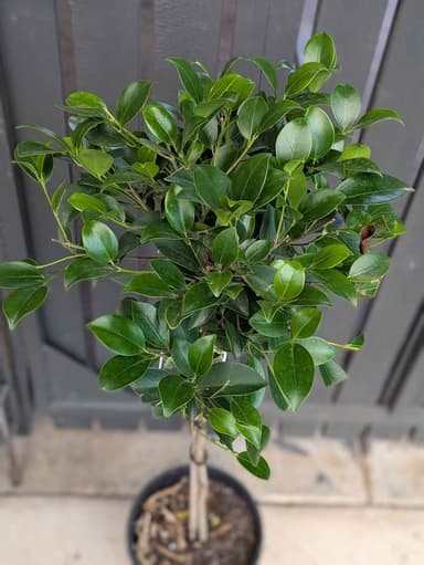 Standard Ficus - Hoppers Crossing