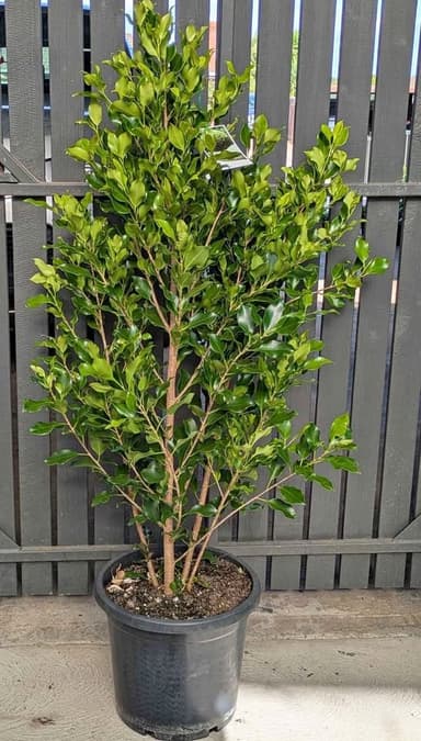 Ficus 'Hilli Flash' - Hoppers Crossing