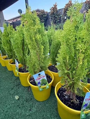 Biota 'Stumpy Joe' Conifer - Hoppers Crossing
