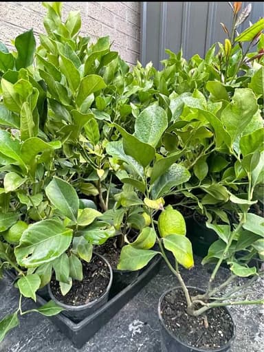 Lisbon Lemon Tree - Hoppers Crossing