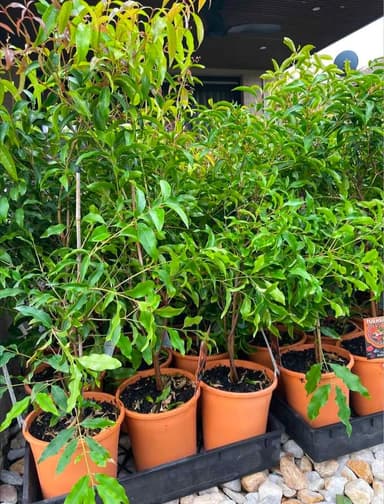 Lilly Pilly 'Tucker Bush' - Hoppers Crossing