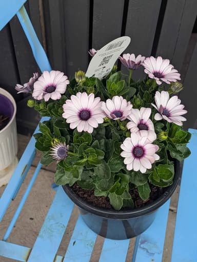 African Daisy - Hoppers Crossing