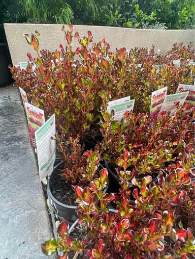 Coprosma 'Pacific Sunset' - Hoppers Crossing
