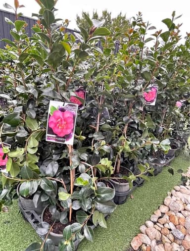 Camellia 'Rose Ann' - Hoppers Crossing