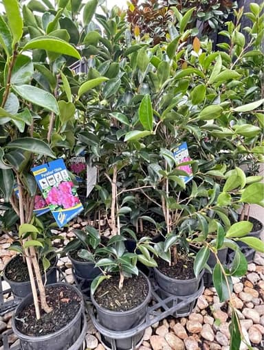 Camellia 'Paradise Olivia' - Hoppers Crossing
