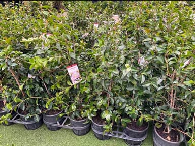 Camellia 'Pure Silk' - Hoppers Crossing