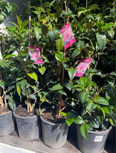 Pink Camellia - Hoppers Crossing
