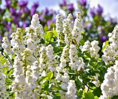 White Lilac - Hoppers Crossing
