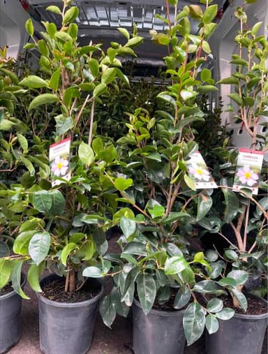 Camellia 'Plantation Pink' - Hoppers Crossing