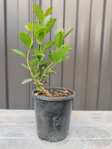 Guava 'Yellow Cherry' - Hoppers Crossing
