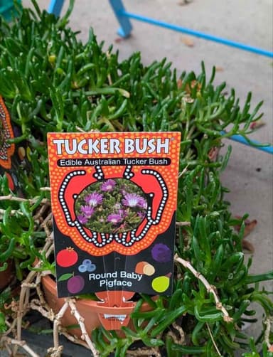 Round Baby Pigface - Hoppers Crossing