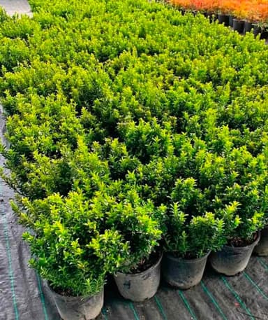 Tom Thumb Buxus - Hoppers Crossing