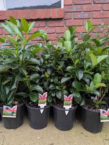 Viburnum 'Quick Fence' - Hoppers Crossing