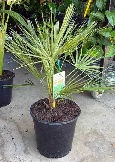 European Fan Palm - Hoppers Crossing
