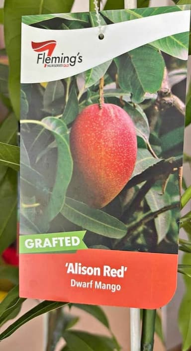 Dwarf Mango 'Alison Red' - Hoppers Crossing