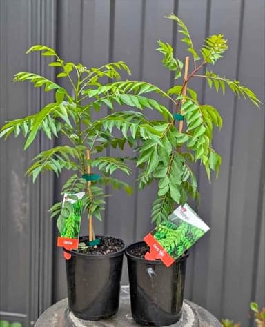 Curry Leaf Tree - Hoppers Crossing