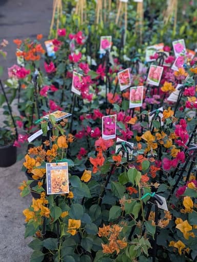 Bougainvillea - Hoppers Crossing