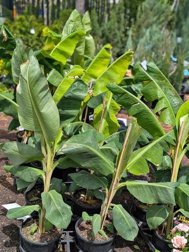 Dwarf Banana Plant - Hoppers Crossing
