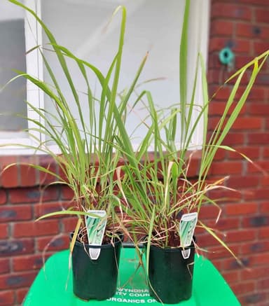 Lemongrass Seedlings - Hoppers Crossing