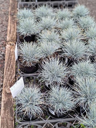 Blue Fescue Ornamental Grass - Hoppers Crossing
