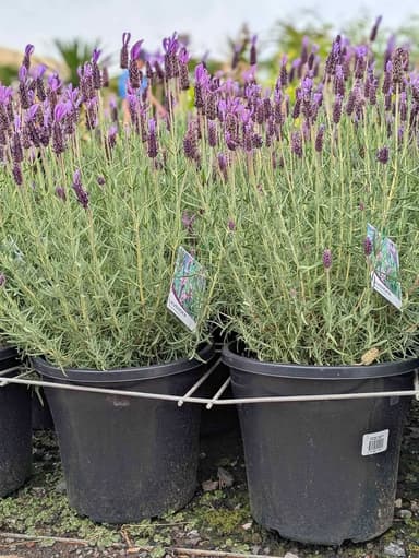 Lavender 'Pink Queen' - Hoppers Crossing