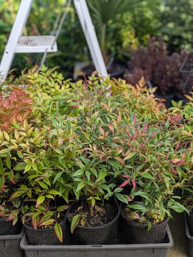 Nandina Moonbay - Hoppers Crossing