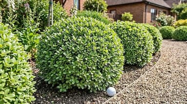Pittosporum 'Golf Ball' - Pakenham