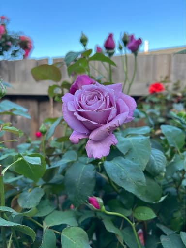 Bush Roses - Pakenham