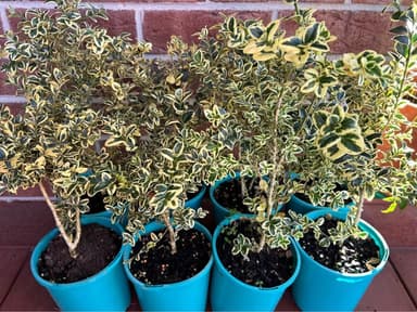 Variegated Boxwood Shrubs - Pakenham
