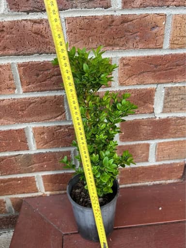 Buxus Shrubs - Pakenham