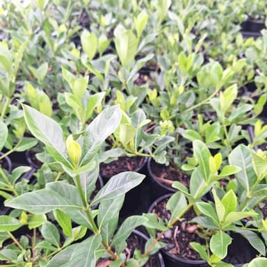 Gardenia - Pakenham