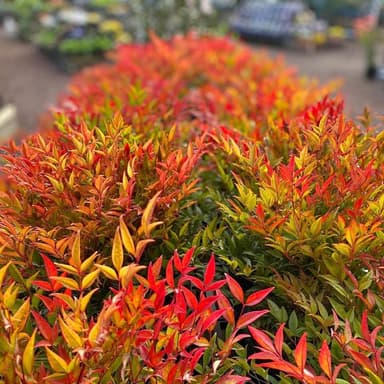 Nandina Shrub 'Moon Bay' - Pakenham